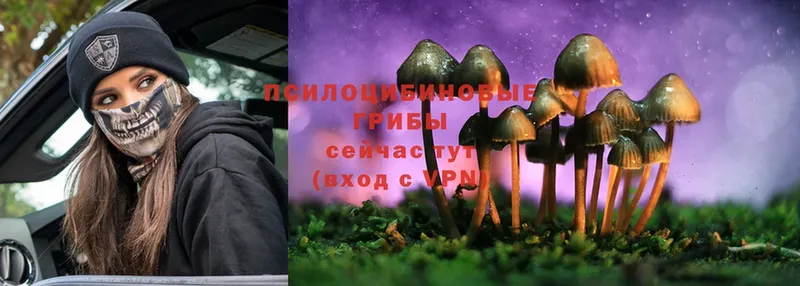 Галлюциногенные грибы Cubensis  купить  цена  маркетплейс телеграм  Жердевка 